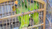 Imagem PM de Porto Seguro apreende aves mantidas em cativeiros