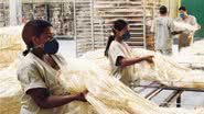 Imagem Bahia vai ganhar primeira biofábrica de sisal do Brasil