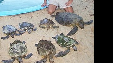 Imagem Tartarugas marinhas encalham na Praia de Porto Seguro