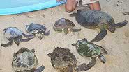 Imagem Tartarugas marinhas encalham na Praia de Porto Seguro