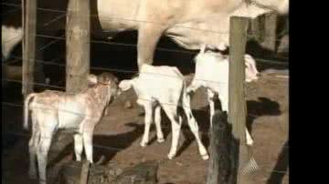 Imagem Vaca dá à luz três bezerros de uma só vez