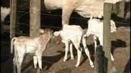 Imagem Vaca dá à luz três bezerros de uma só vez