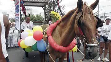 Imagem Jegues estão liberados na Lavagem do Bonfim
