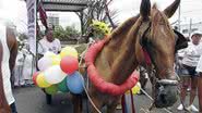 Imagem Ativistas e OAB tentam tirar animais da Lavagem do Bonfim