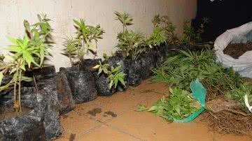 Imagem Pai denuncia filho e polícia encontra plantação de maconha
