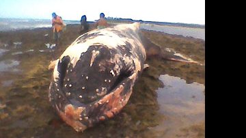 Imagem Baleia é encontrada morta em Porto Seguro