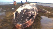 Imagem Baleia é encontrada morta em Porto Seguro