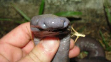 Imagem Anfíbio de formato fálico é encontrado em Rondônia