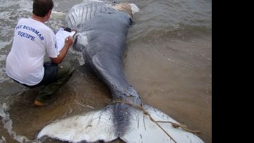 Imagem Filhote de Jubarte é encontrado morto na Bahia