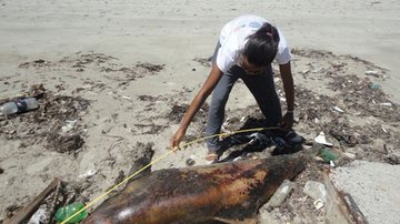 Imagem Golfinhos são encontrados mortos em Itaparica