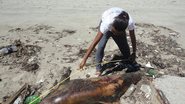 Imagem Golfinhos são encontrados mortos em Itaparica