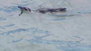 Imagem Pinguins são vistos em Salvador