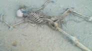 Imagem Ossada humana é encontrada em Vitória da Conquista
