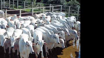 Imagem Bahia registra novo recorde em vacinação contra febre aftosa