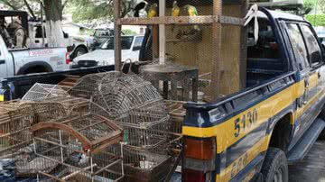 Imagem PRF apreende aves e alimentos