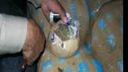 Imagem Blitz em rodovia apreende 147 kg de maconha 