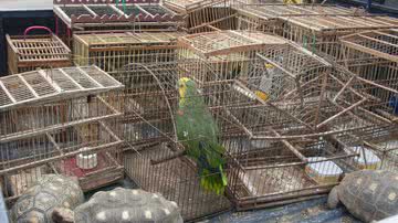 Imagem PRF apreende 38 animais silvestres