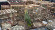 Imagem PRF apreende 38 animais silvestres