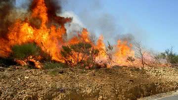 Imagem Incêndio atinge matagal em Lauro de Freitas