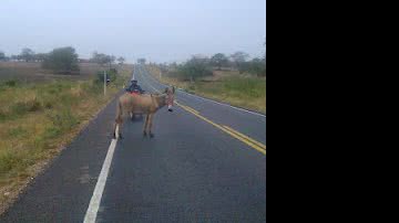 Imagem Em duas semanas, Derba recolhe 120 animais nas rodovias baianas
