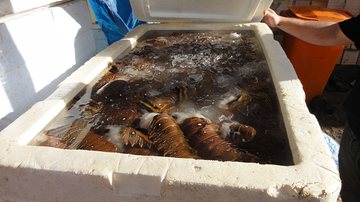Imagem PF apreende 3,5 toneladas de lagosta
