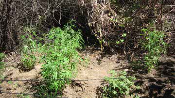 Imagem PF erradica 240 pés de maconha em Juazeiro