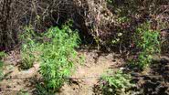 Imagem PF erradica 240 pés de maconha em Juazeiro
