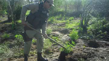 Imagem PM encontra 20 mil pés de maconha em Curaçá