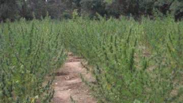 Imagem PM erradica plantação de maconha em Curaçá