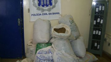 Imagem Policia apreende 380 kg de maconha em Irecê