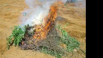 Imagem Descobertos 22 mil pés de maconha em Jussara