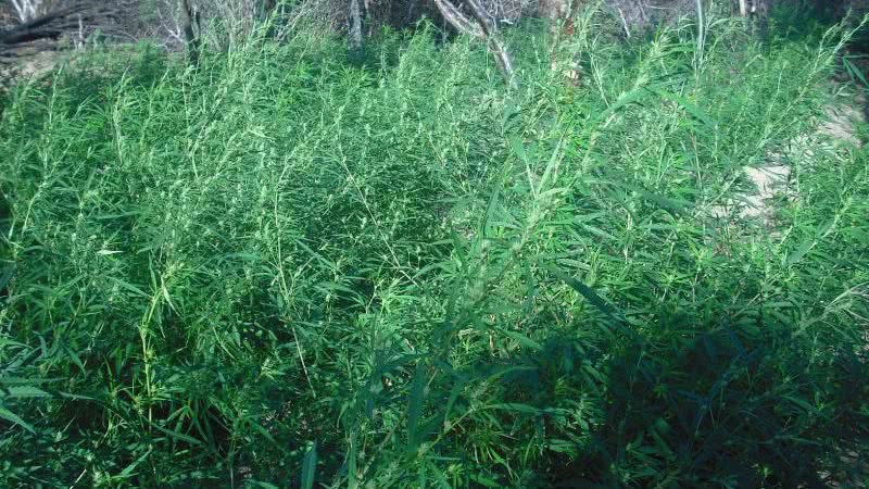 Imagem PM destrói mais uma plantação de maconha em Curaçá
