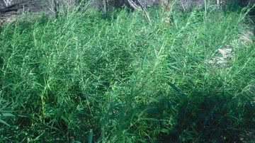 Imagem PM destrói mais uma plantação de maconha em Curaçá