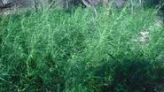 Imagem PM destrói mais uma plantação de maconha em Curaçá