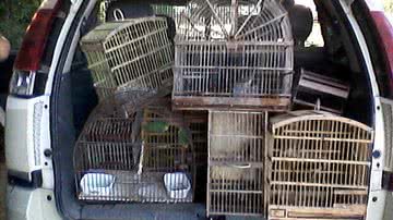 Imagem Operação apreende 80 pássaros silvestres em Cruz das Almas
