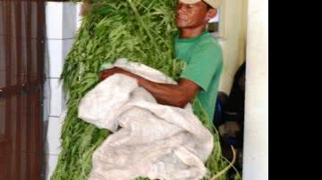 Imagem Polícia descobre plantação de maconha em Feira de Santana
