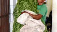Imagem Polícia descobre plantação de maconha em Feira de Santana
