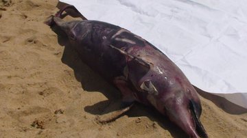 Imagem Golfinho é encontrado morto na praia do Jardim dos Namorados