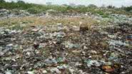 Imagem Ossada humana e material hospitalar encontrados em lixão 