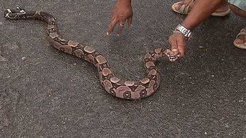 Imagem Cobra é encontrada em quintal de casa em Cajazeiras