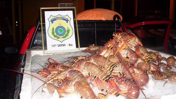 Imagem PRF apreende 420 kg de lagosta irregular em Itabuna