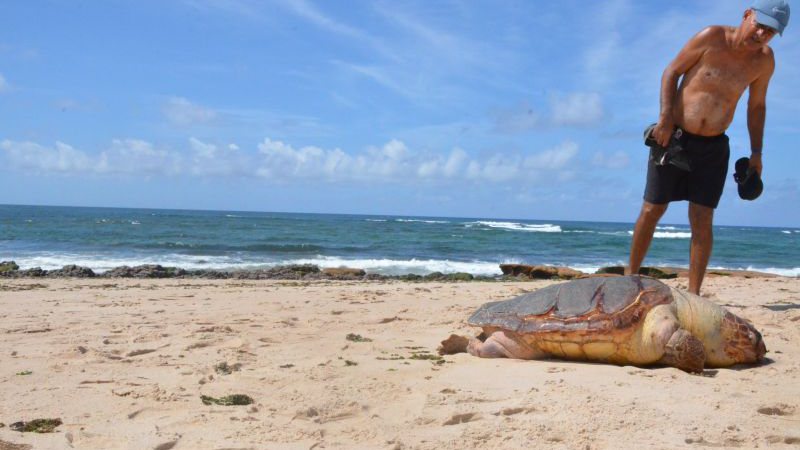 Imagem Tartaruga Marinha encontrada morta na Pituba