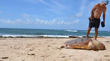 Imagem Tartaruga Marinha encontrada morta na Pituba