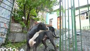 imagem da galeria