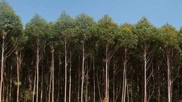 Reprodução/Instagram @suzano_oficial