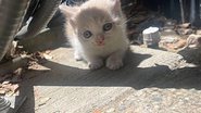 Divulgação/Alley Cat Rescue