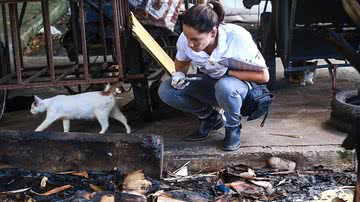 Renato Andrade/Cidadeverde,com