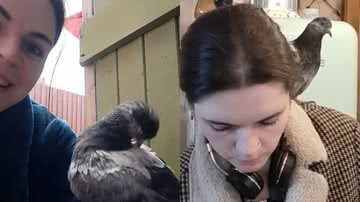 Reprodução/TikTok @realvintagedollshouse