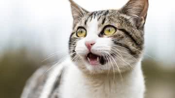 Reprodução/Facebook