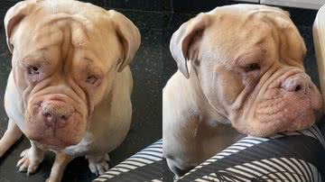 Reprodução/TikTok @bruce_obuldogue